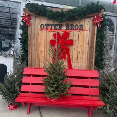 Fraser Fir Top in Red Stand