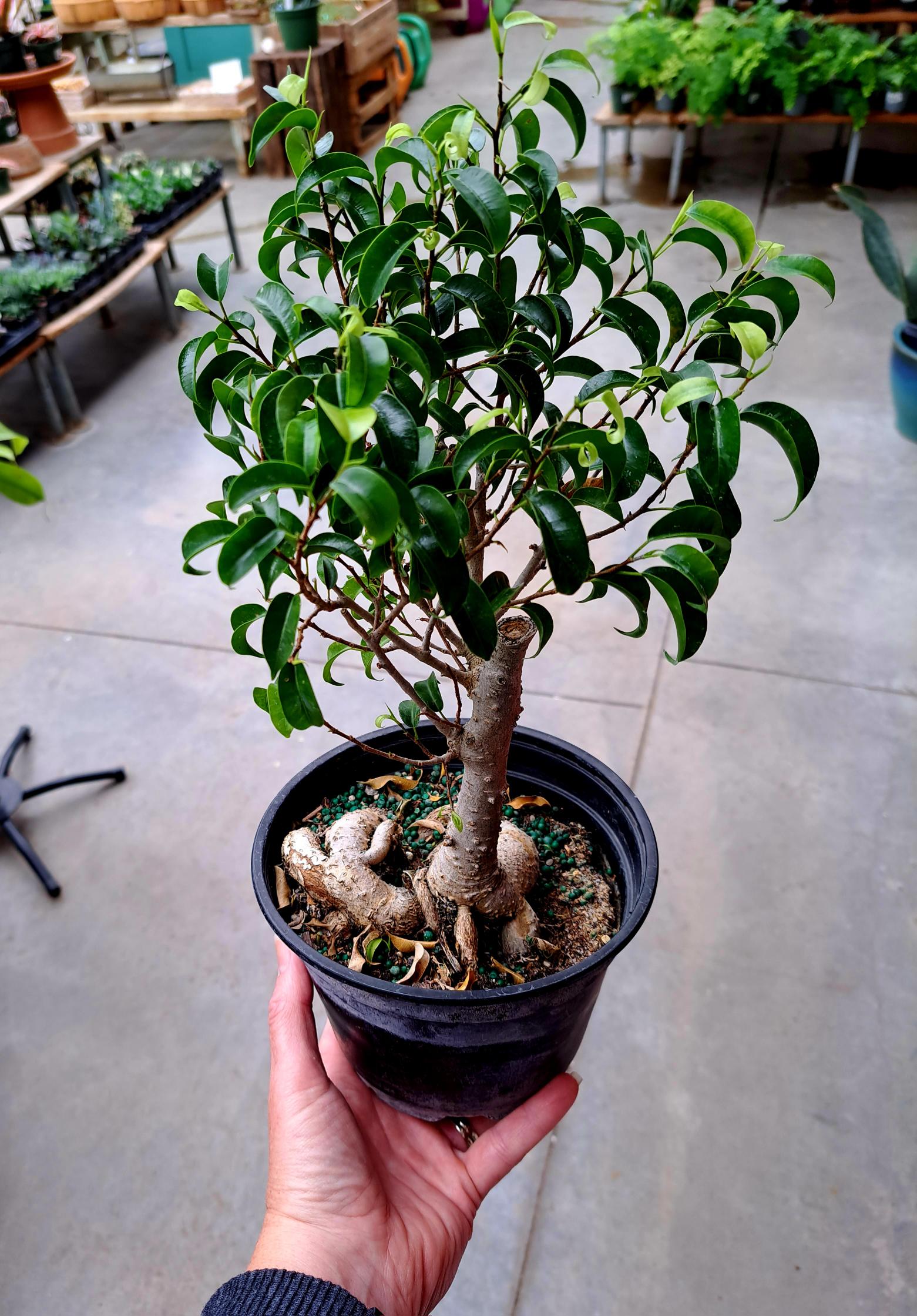 Potted Bonsai Otten Bros. Garden Center & Landscaping