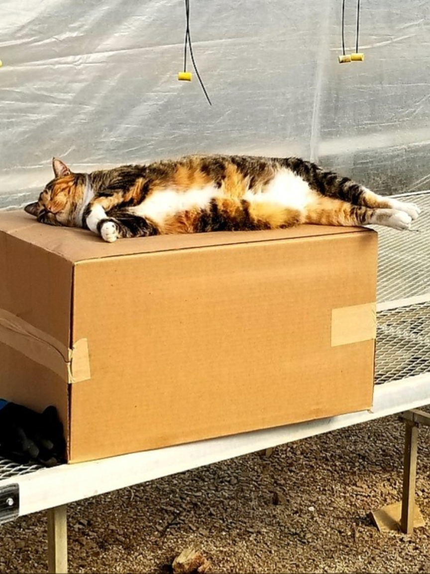 Ivy sleeping on box