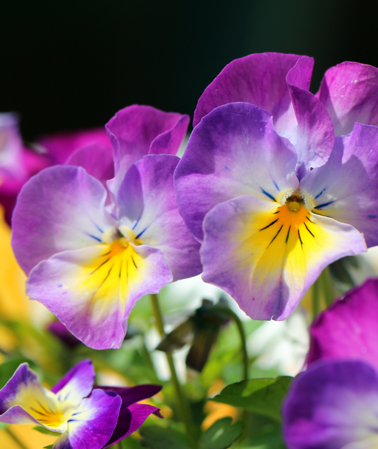 Pansies