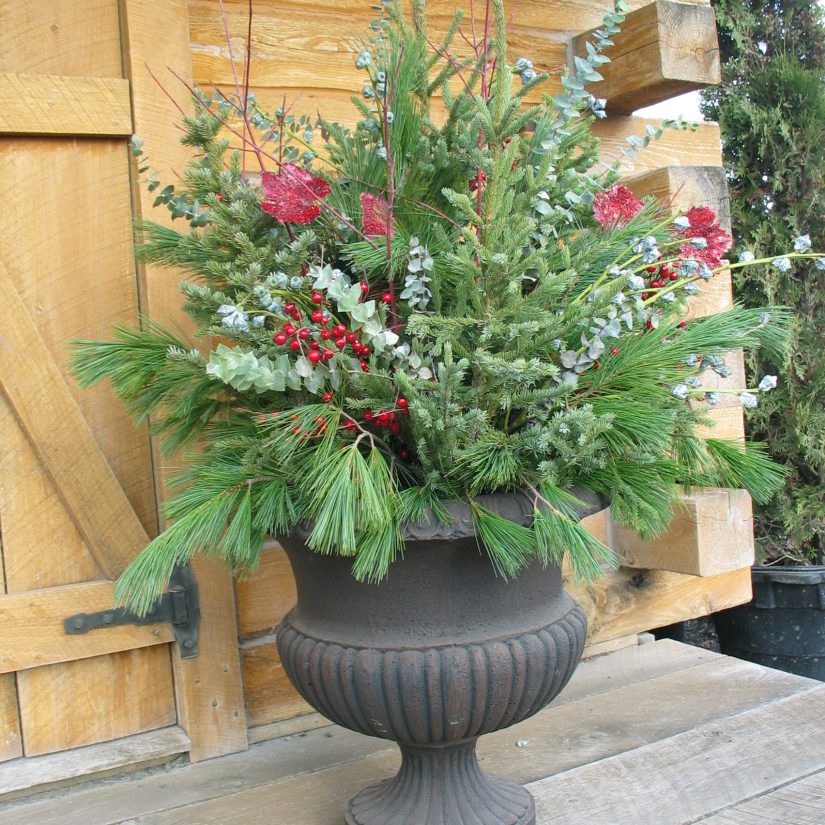 pine plant in a pot with christmas decor - landscape design mn