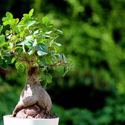 Ficus Tree