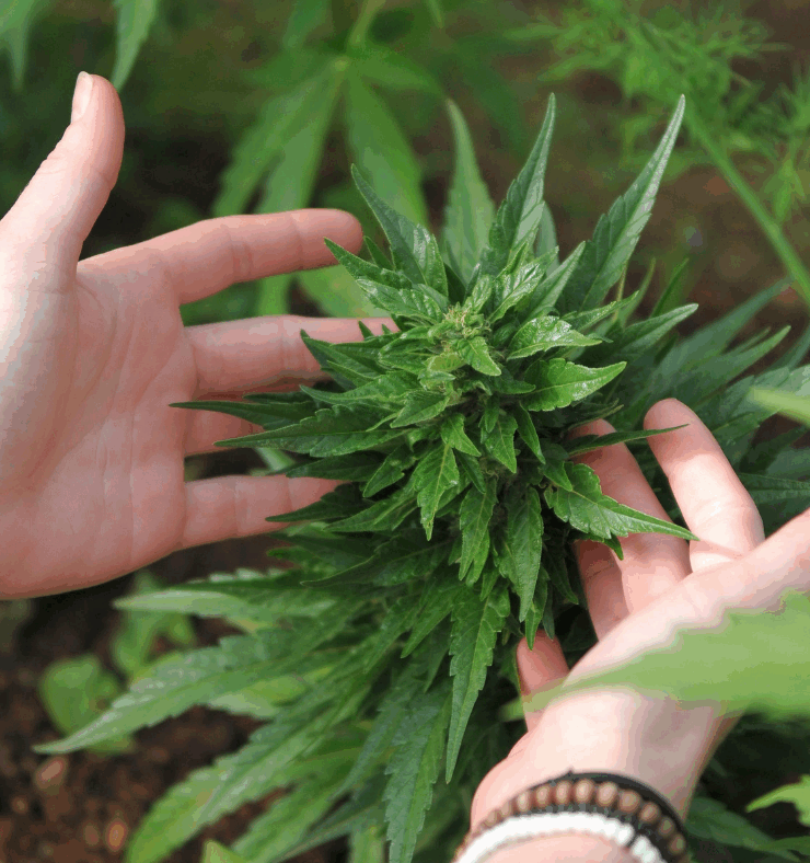 Growing Cannabis at Home
